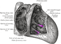 Papillary muscles