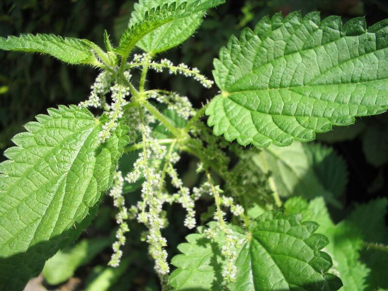 File:Urtica-dioica(Blueten).jpg