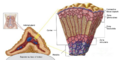 Adrenal gland detail