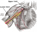 Axillary limits