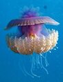 Cauliflour Jellyfish, Cephea cephea at Marsa Shouna, Red Sea, Egypt SCUBA