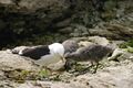 Kelp gull with young