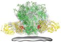 Structure and genome of HIV