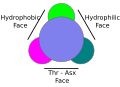 Antifreeze protein diagram