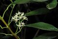 Acronychia oblongifolia flowers