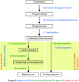 Corticosteroid biosynthetic pathway in rats