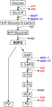 Amphibolic