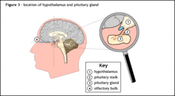 Location of hypothalamus, pituitary gland and olfactory bulb