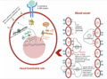The anti-inflammatory effect of IL-19 in vascular diseases