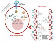 The_anti-inflammatory_effect_of_IL-19_in_vascular_diseases