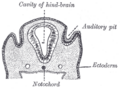 Notochord in human embryo