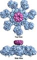 Human apoptosome CARD complex