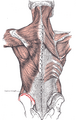 Muscles connecting the upper extremity to the vertebral column. Left iliac crest highlighted in red.