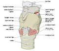 Diagram of the external view of the larynx