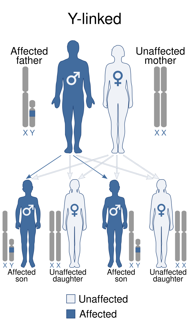 Y-linked inheritance pattern