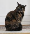 Tortoise shell cat showing X-inactivation