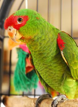 Pet bird