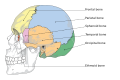 Cranial bones.