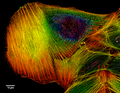 Depth Coded Phalloidin Stained Actin Filaments Cancer Cell