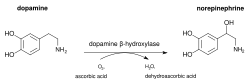 Dopamine beta-hydroxylase