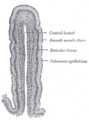 Intestinal villus