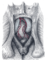 Ischioanal fossa