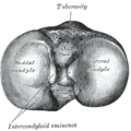 Condyle