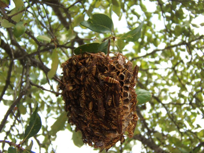 File:Yellowjacket nest 2 sjh.JPG