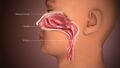3D medical animation of the top section of a nose