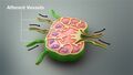 3D medical animation of an afferent lymphatic vessel