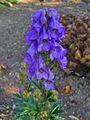 Aconitum carmichaelii var. wilsonii, another plant related to Chhaang