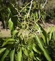 Flowers of Alstonia constricta