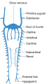 Diagram of the posterior cardinal vein