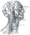 Diagram showing the veins of the head and neck.