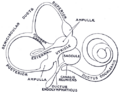 Structure of the cochlear duct