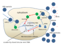Hepatitis B virus replication