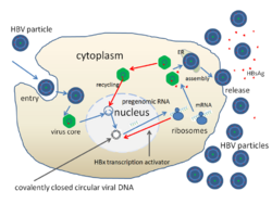 HBV replication