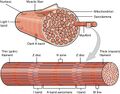 Organization of Muscle Fiber