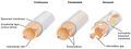 Three major capillary types