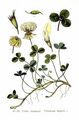 White clover (Trifolium repens)