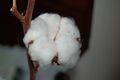 Cotton plant