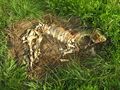 Example of a pig carcass in the dry decay stage of decomposition
