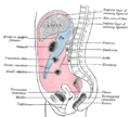 Omental_foramen
