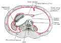 Lesser omentum