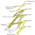 Subcostal nerve