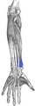 Pronator quadratus muscle
