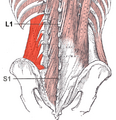 Quadratus lumborum