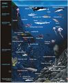 Marine_biology