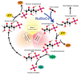 Overview of the Calvin cycle
