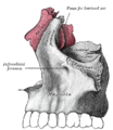 Anatomy of the human skull showing infraorbital foramen